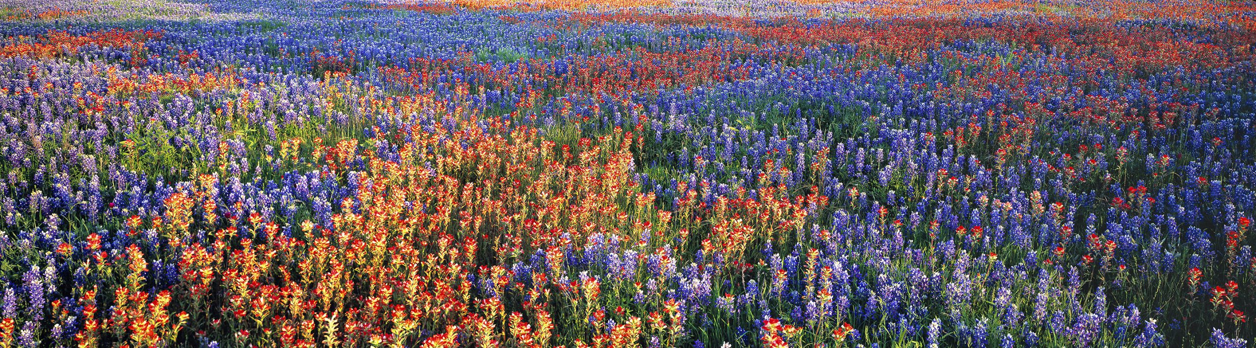 a wildflower meadow