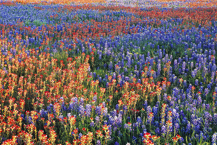 a wildflower meadow